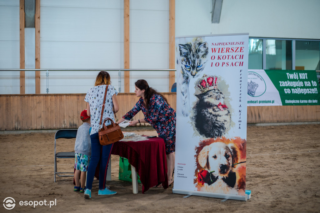 Międzynarodowa wystawa kotów w Sopocie [FOTOGALERIA]