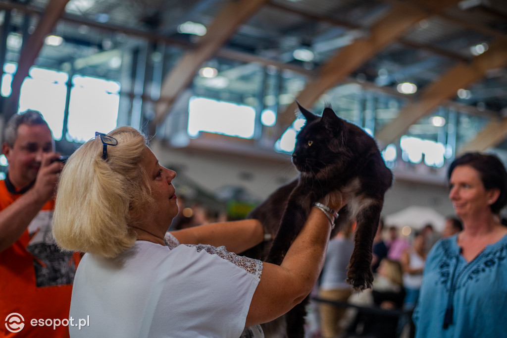 Międzynarodowa wystawa kotów w Sopocie [FOTOGALERIA]