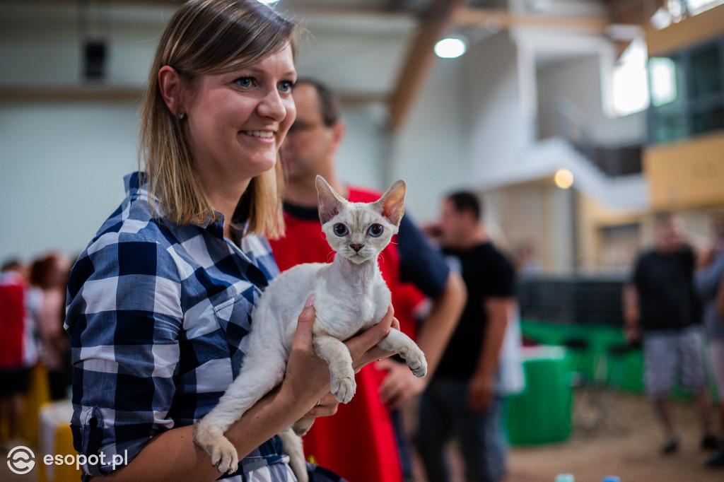 Międzynarodowa wystawa kotów w Sopocie [FOTOGALERIA]