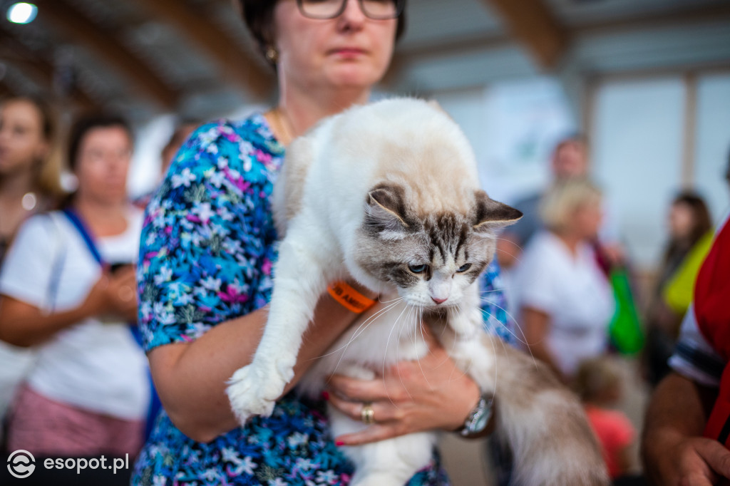 Międzynarodowa wystawa kotów w Sopocie [FOTOGALERIA]