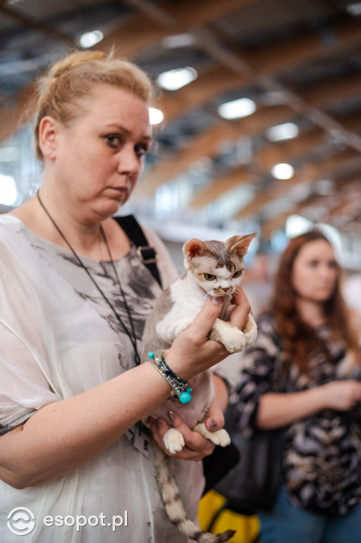 Międzynarodowa wystawa kotów w Sopocie [FOTOGALERIA]