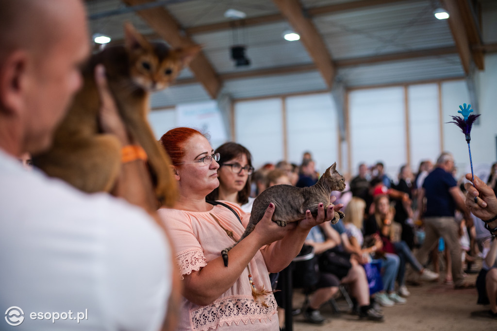 Międzynarodowa wystawa kotów w Sopocie [FOTOGALERIA]