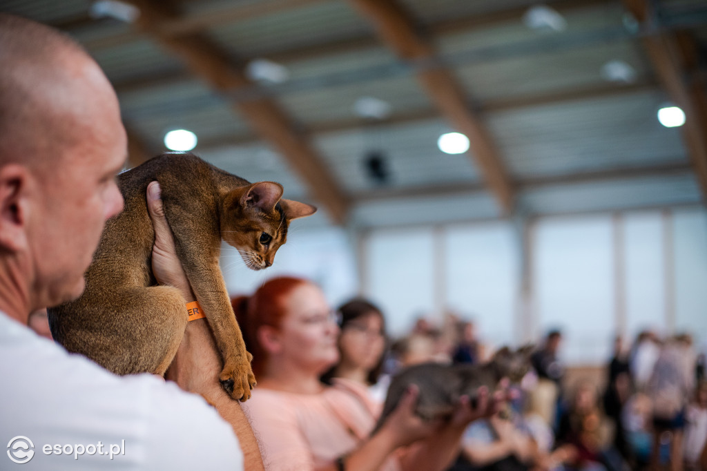 Międzynarodowa wystawa kotów w Sopocie [FOTOGALERIA]