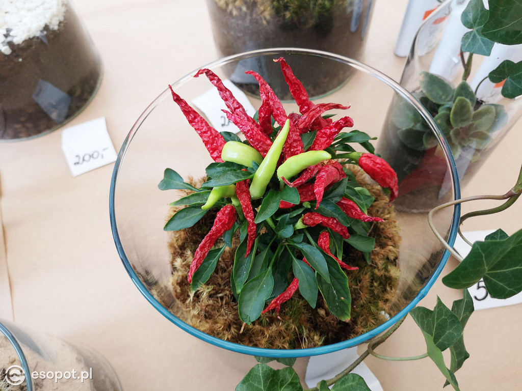 Sopocki Ekopiknik 2019 - Sopot Naturalnie [FOTO]