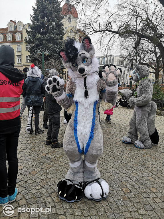 Fursuit Walk 2020 Sopot - Futrzaki opanowały kurort - Gdakon