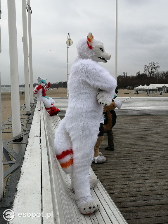 Fursuit Walk 2020 Sopot - Futrzaki opanowały kurort - Gdakon