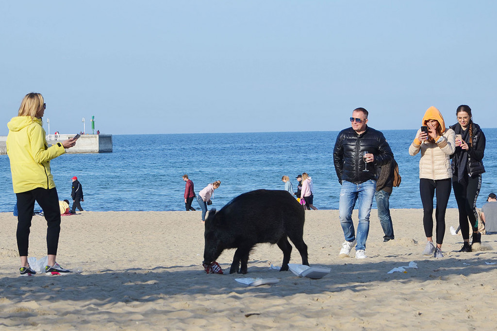 Dzik na plaży, śmieci i ptaki grzebiące w resztkach - zdjęcia i komentarz sopocianki
