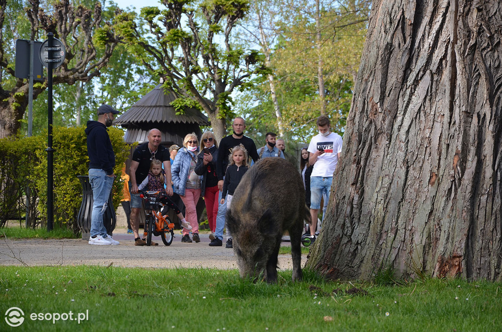 Dzik na plaży, śmieci i ptaki grzebiące w resztkach - zdjęcia i komentarz sopocianki