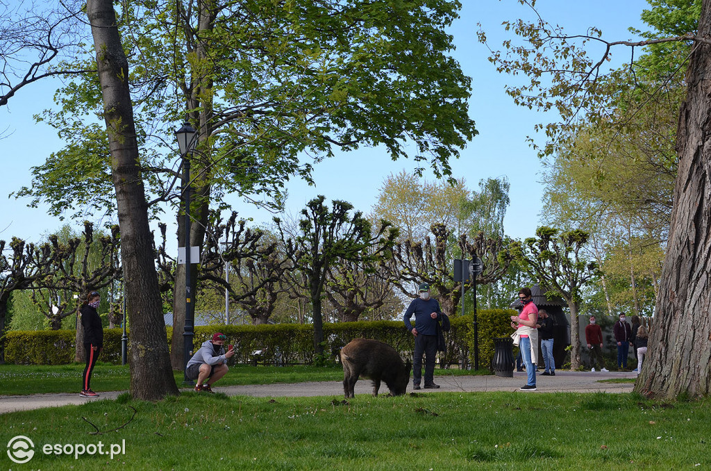 Dzik na plaży, śmieci i ptaki grzebiące w resztkach - zdjęcia i komentarz sopocianki