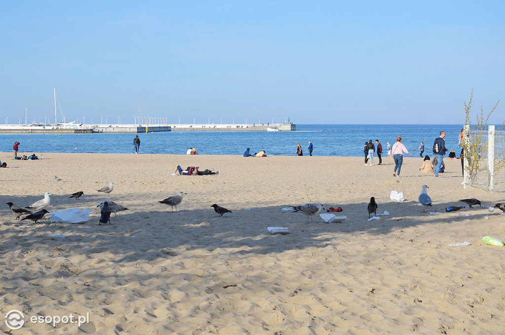Dzik na plaży, śmieci i ptaki grzebiące w resztkach - zdjęcia i komentarz sopocianki