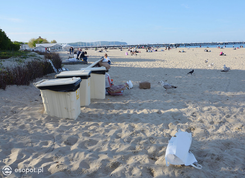 Dzik na plaży, śmieci i ptaki grzebiące w resztkach - zdjęcia i komentarz sopocianki