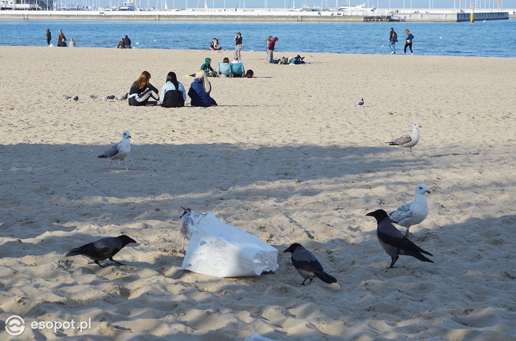 Dzik na plaży, śmieci i ptaki grzebiące w resztkach - zdjęcia i komentarz sopocianki