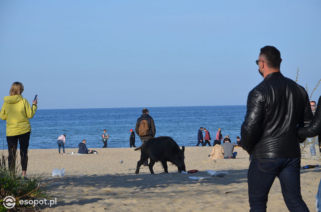 Dzik na plaży, śmieci i ptaki grzebiące w resztkach - zdjęcia i komentarz sopocianki