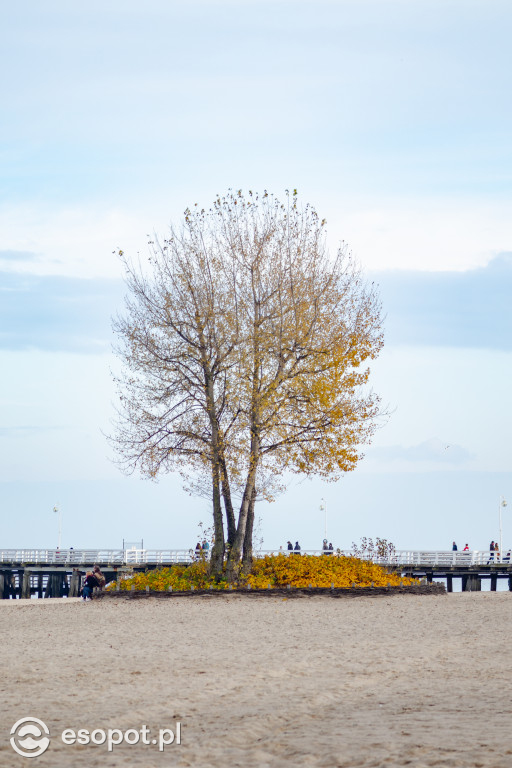 Sopot w barwach jesieni: październikowe uroki miasta [FOTO]