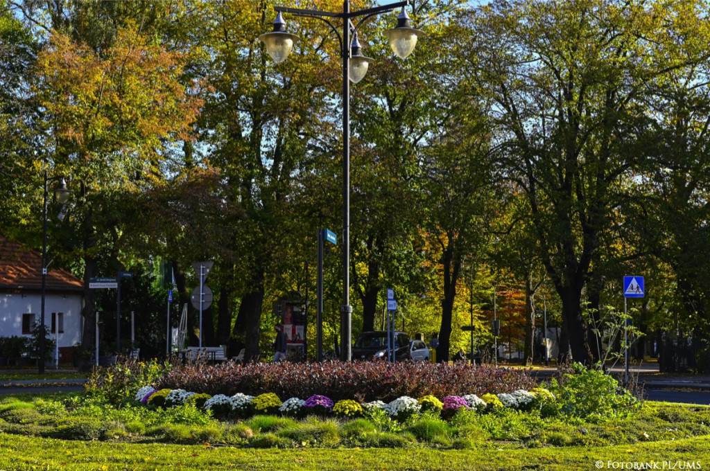 Chryzantemy ozdabiają Sopot