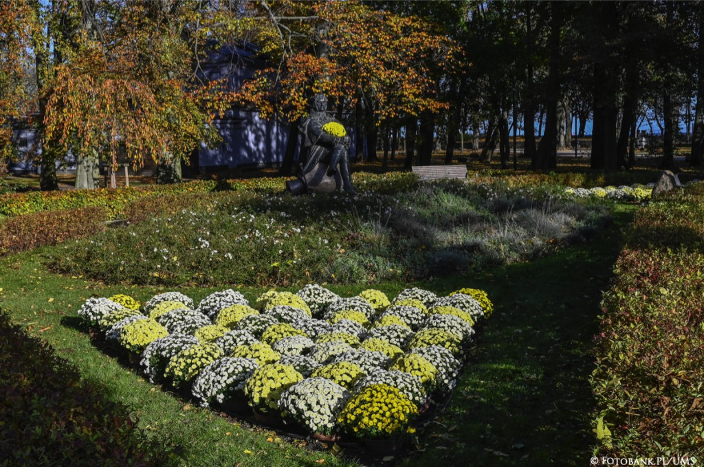 Chryzantemy ozdabiają Sopot