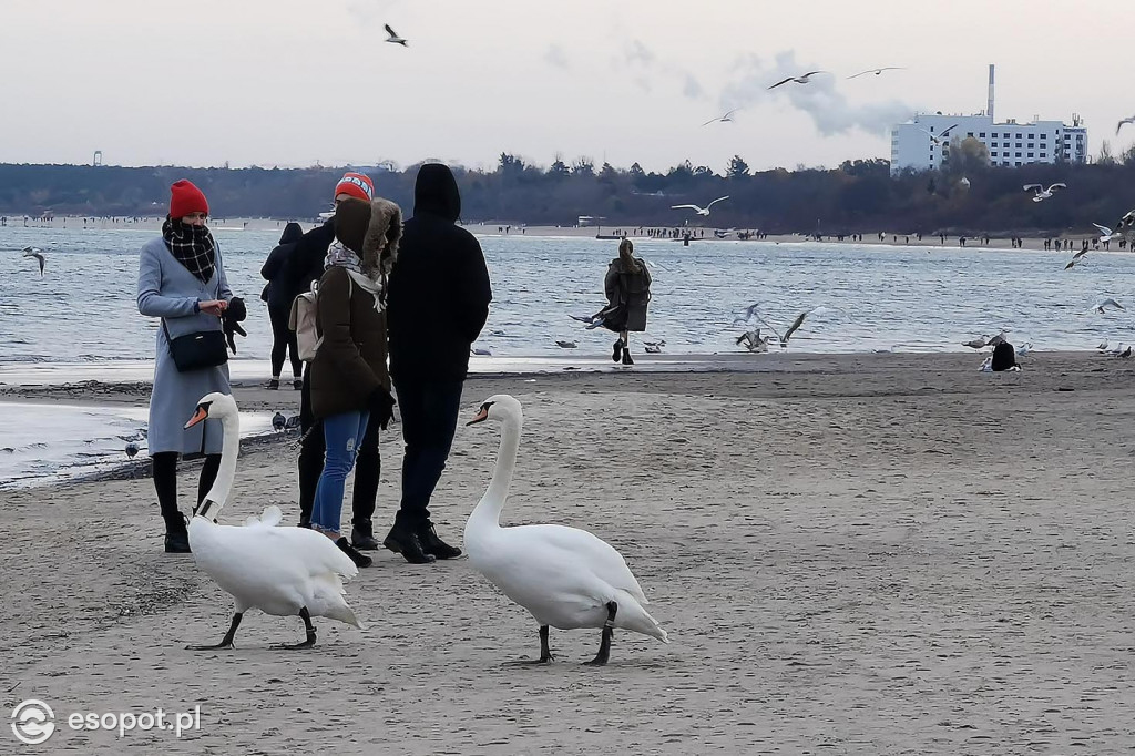 Sopot: Pogoda nie odstraszyła spacerowiczów w kolejny listopadowy weekend [FOTO]