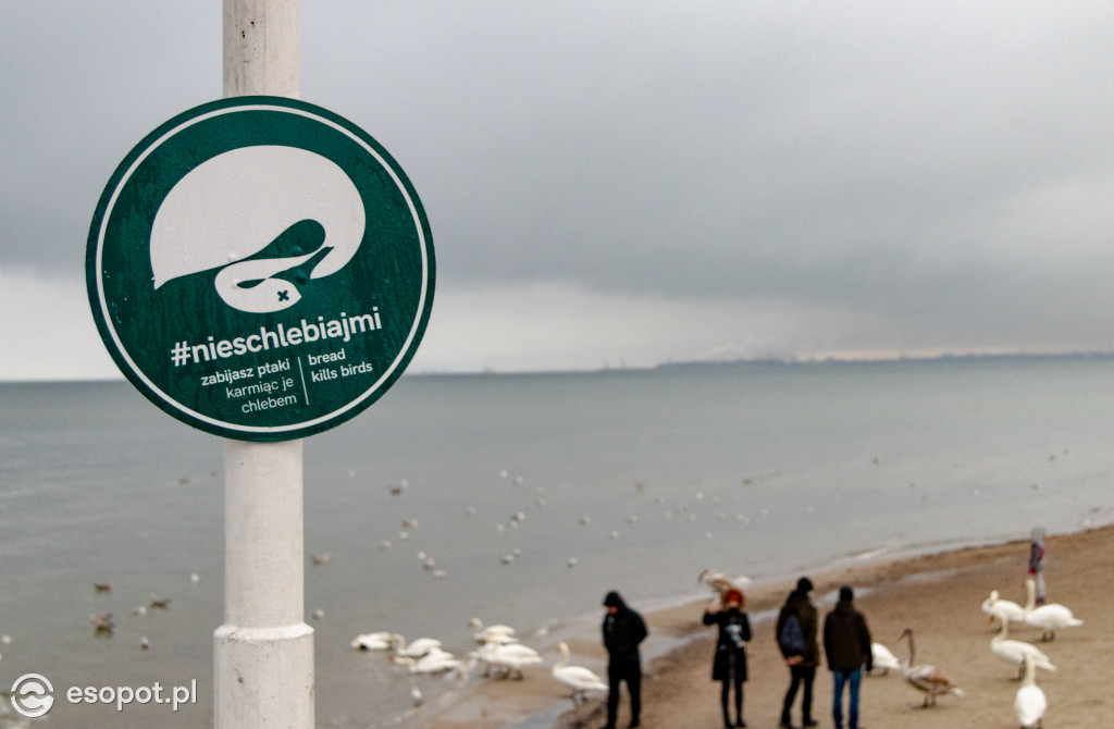 Sopot: deszcz nie odstraszył spacerowiczów w pierwszy weekend ferii [FOTO]