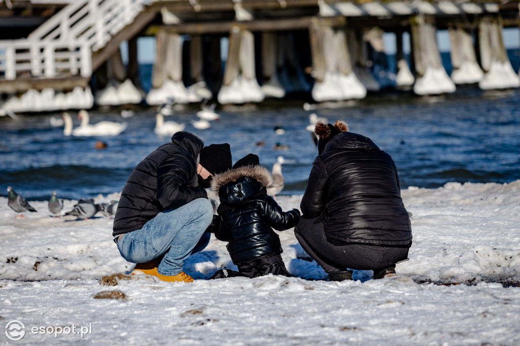 Interwencja na sopockiej plaży: powracający problem dokarmiania ptaków chlebem [FOTO]