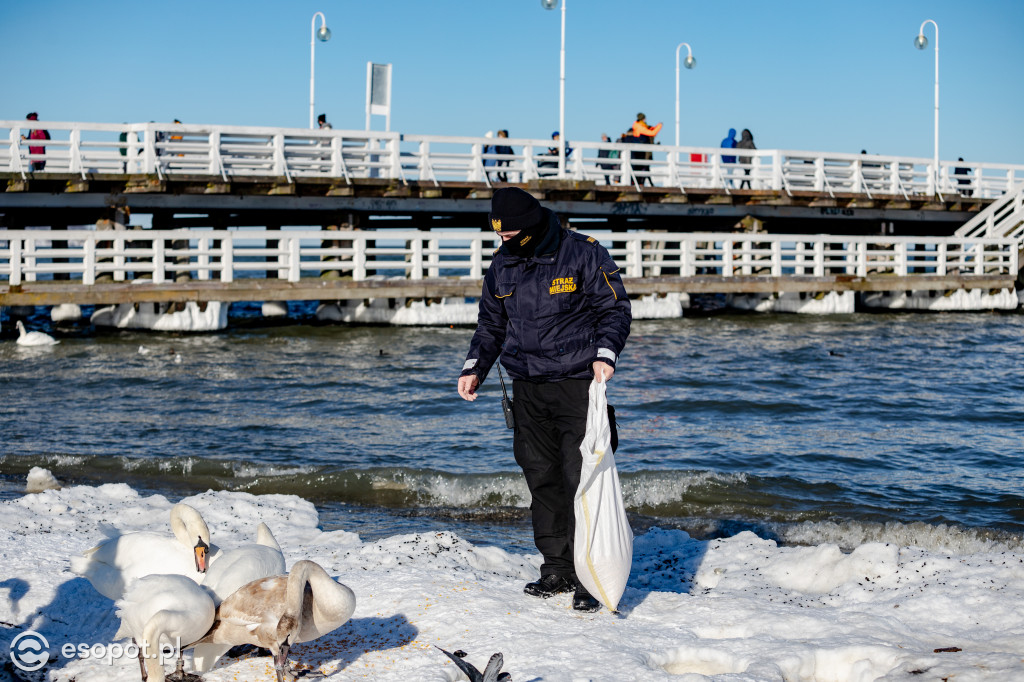 Interwencja na sopockiej plaży: powracający problem dokarmiania ptaków chlebem [FOTO]