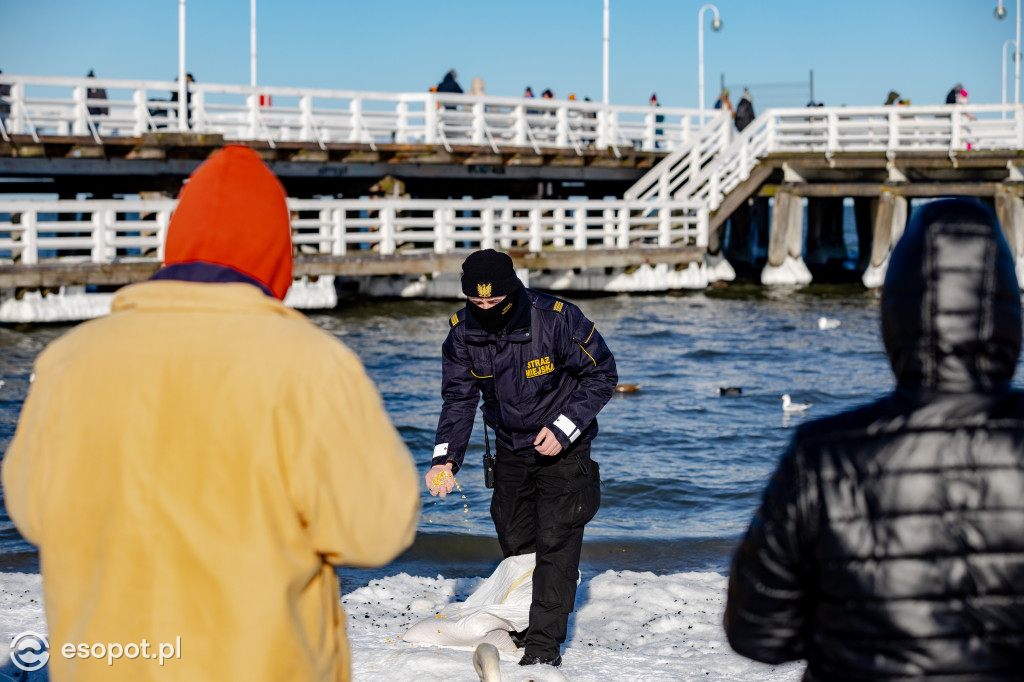 Interwencja na sopockiej plaży: powracający problem dokarmiania ptaków chlebem [FOTO]