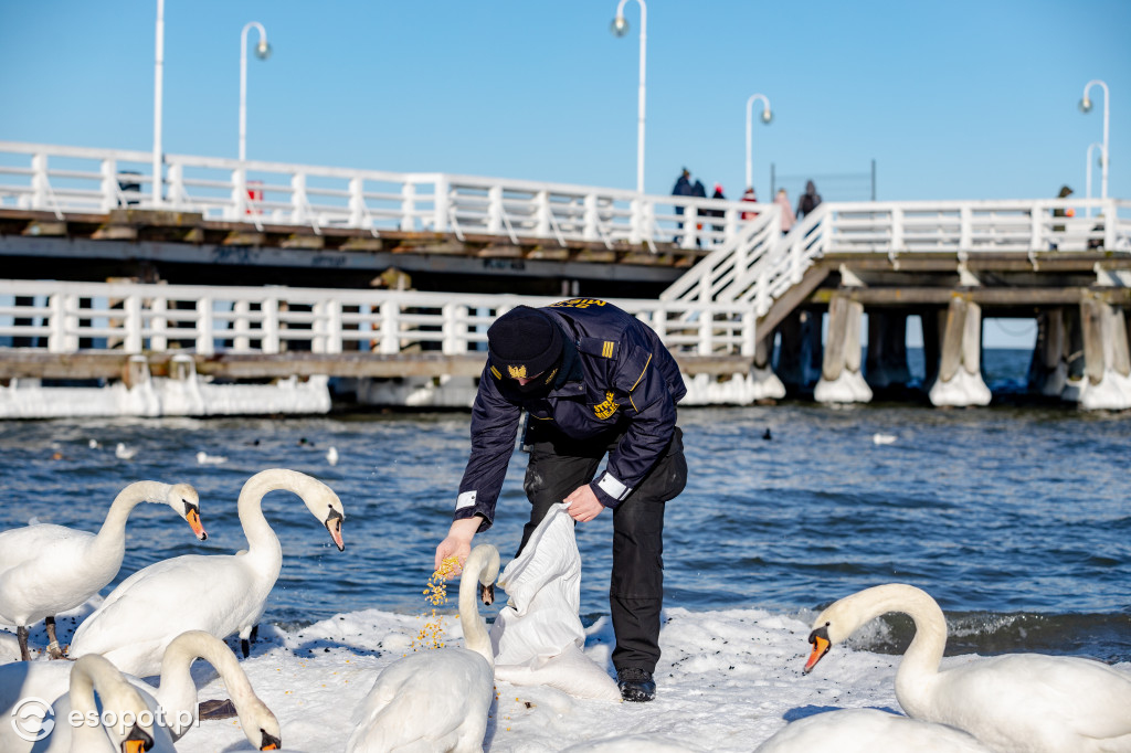 Interwencja na sopockiej plaży: powracający problem dokarmiania ptaków chlebem [FOTO]