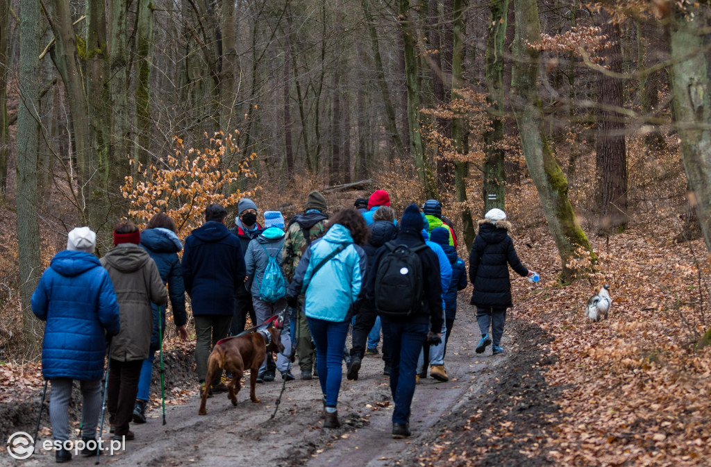 Ogromna wycinka w Sopocie: działania Lasów Państwowych w kurorcie [FOTO]