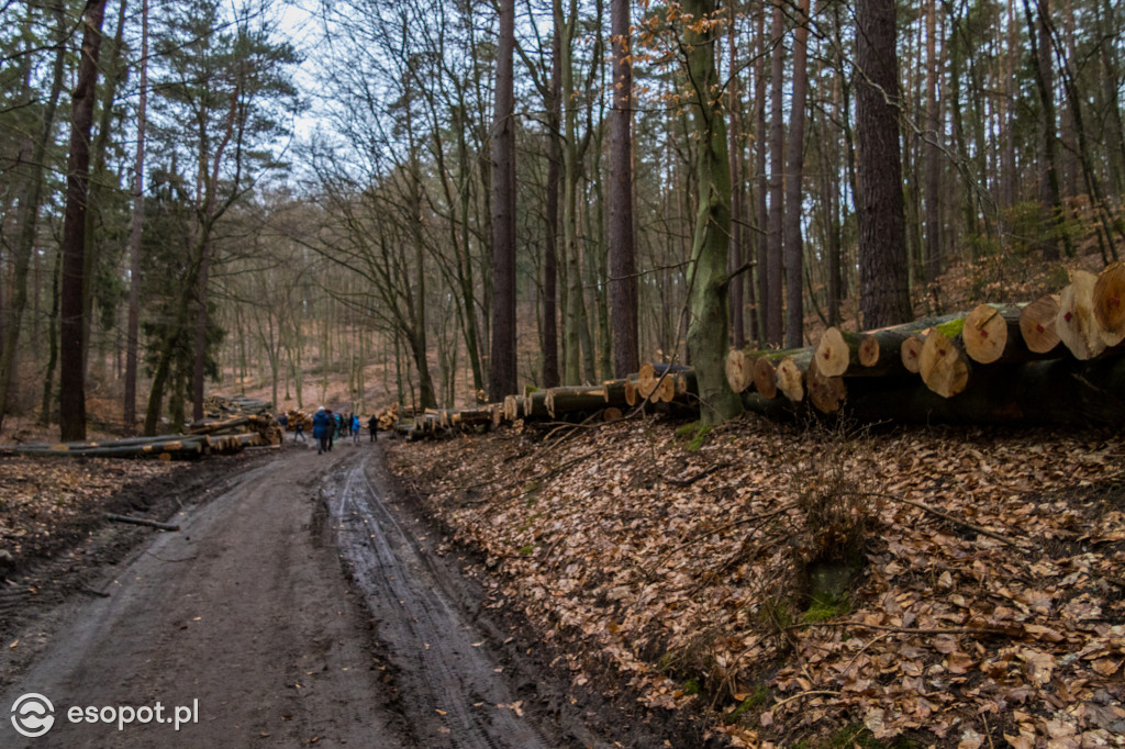 Ogromna wycinka w Sopocie: działania Lasów Państwowych w kurorcie [FOTO]