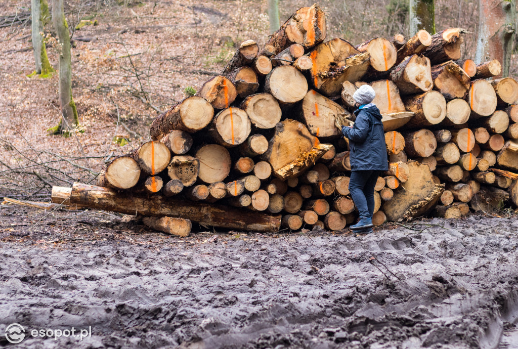 Ogromna wycinka w Sopocie: działania Lasów Państwowych w kurorcie [FOTO]