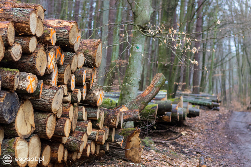 Ogromna wycinka w Sopocie: działania Lasów Państwowych w kurorcie [FOTO]