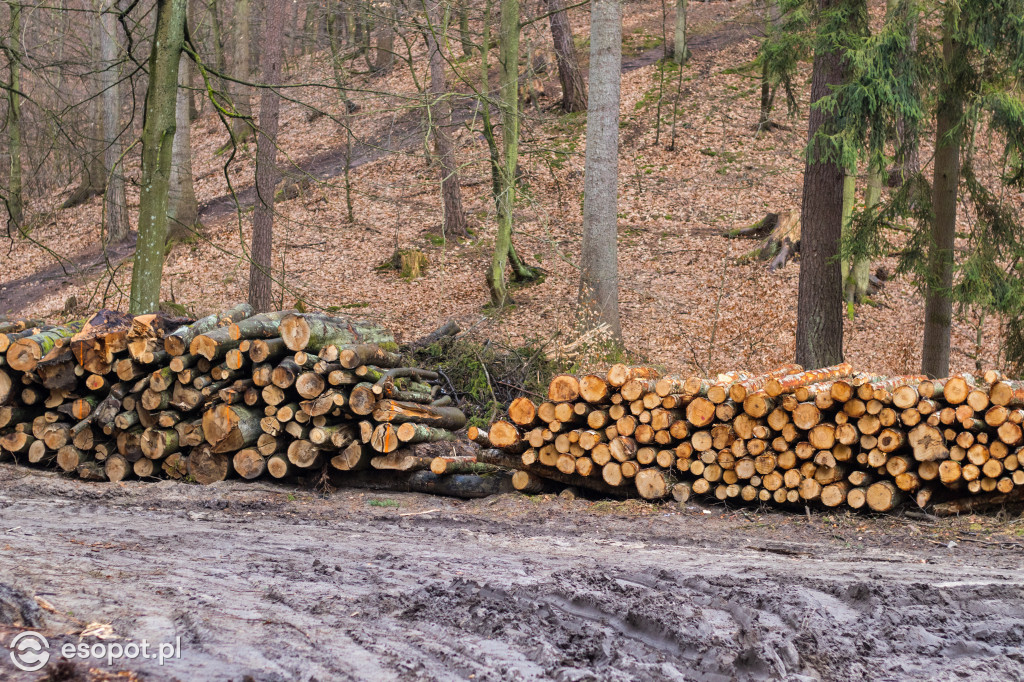 Ogromna wycinka w Sopocie: działania Lasów Państwowych w kurorcie [FOTO]