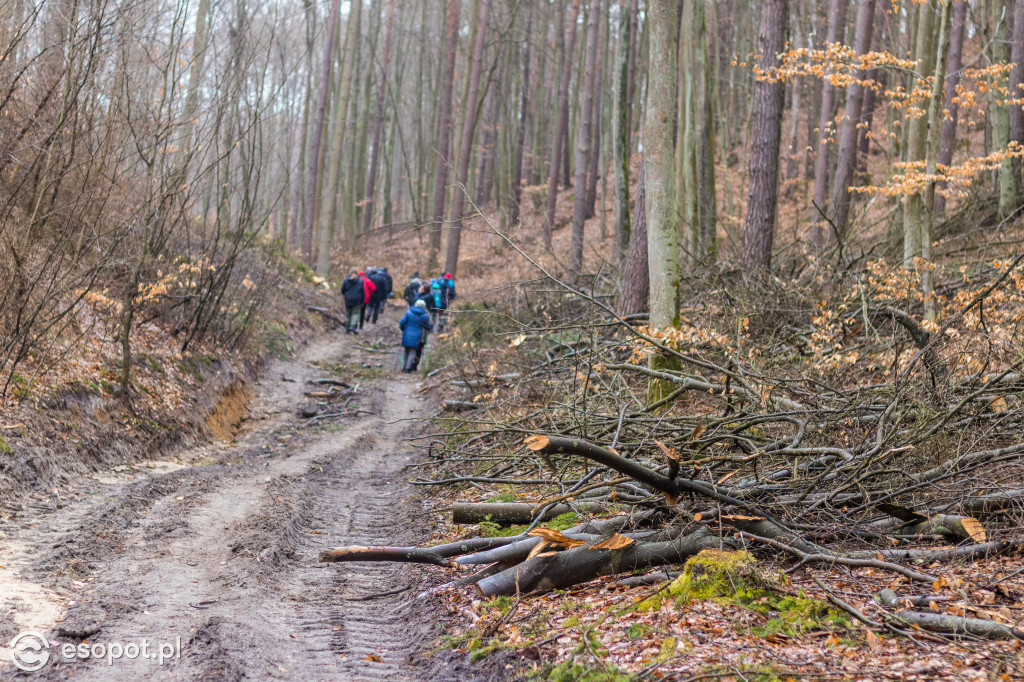 Ogromna wycinka w Sopocie: działania Lasów Państwowych w kurorcie [FOTO]