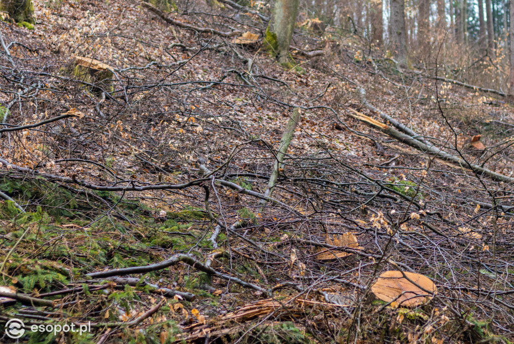 Ogromna wycinka w Sopocie: działania Lasów Państwowych w kurorcie [FOTO]