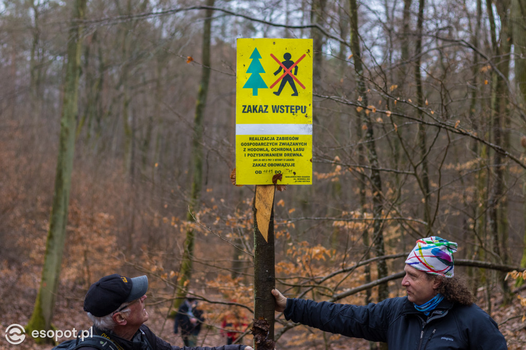 Ogromna wycinka w Sopocie: działania Lasów Państwowych w kurorcie [FOTO]