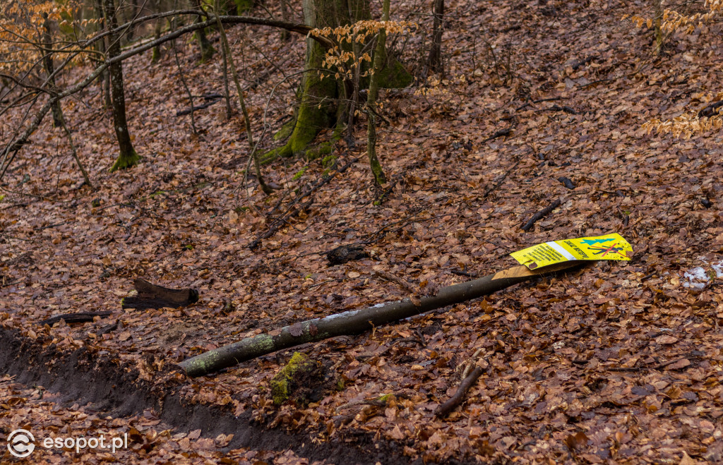 Ogromna wycinka w Sopocie: działania Lasów Państwowych w kurorcie [FOTO]