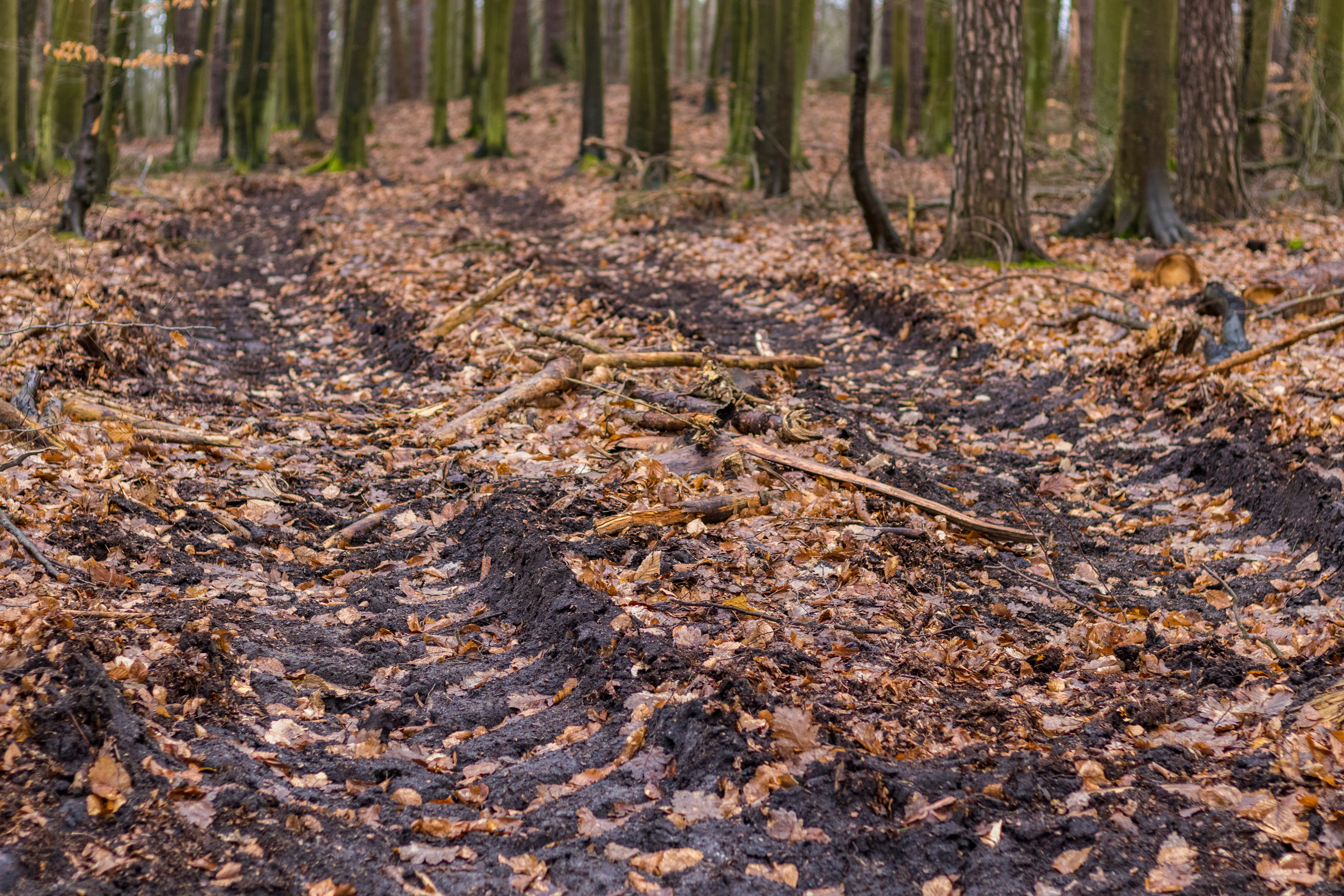 Ogromna wycinka w Sopocie: działania Lasów Państwowych w kurorcie [FOTO]