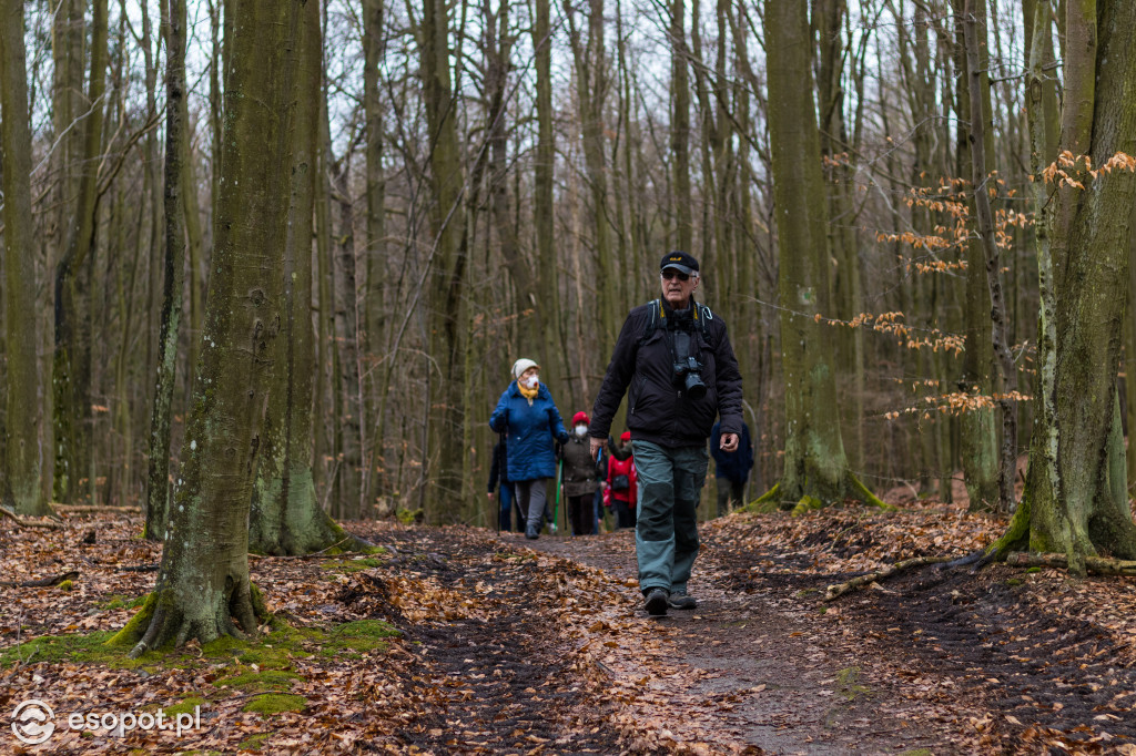 Ogromna wycinka w Sopocie: działania Lasów Państwowych w kurorcie [FOTO]