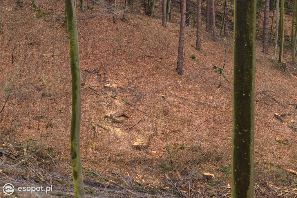 Ogromna wycinka w Sopocie: działania Lasów Państwowych w kurorcie [FOTO]