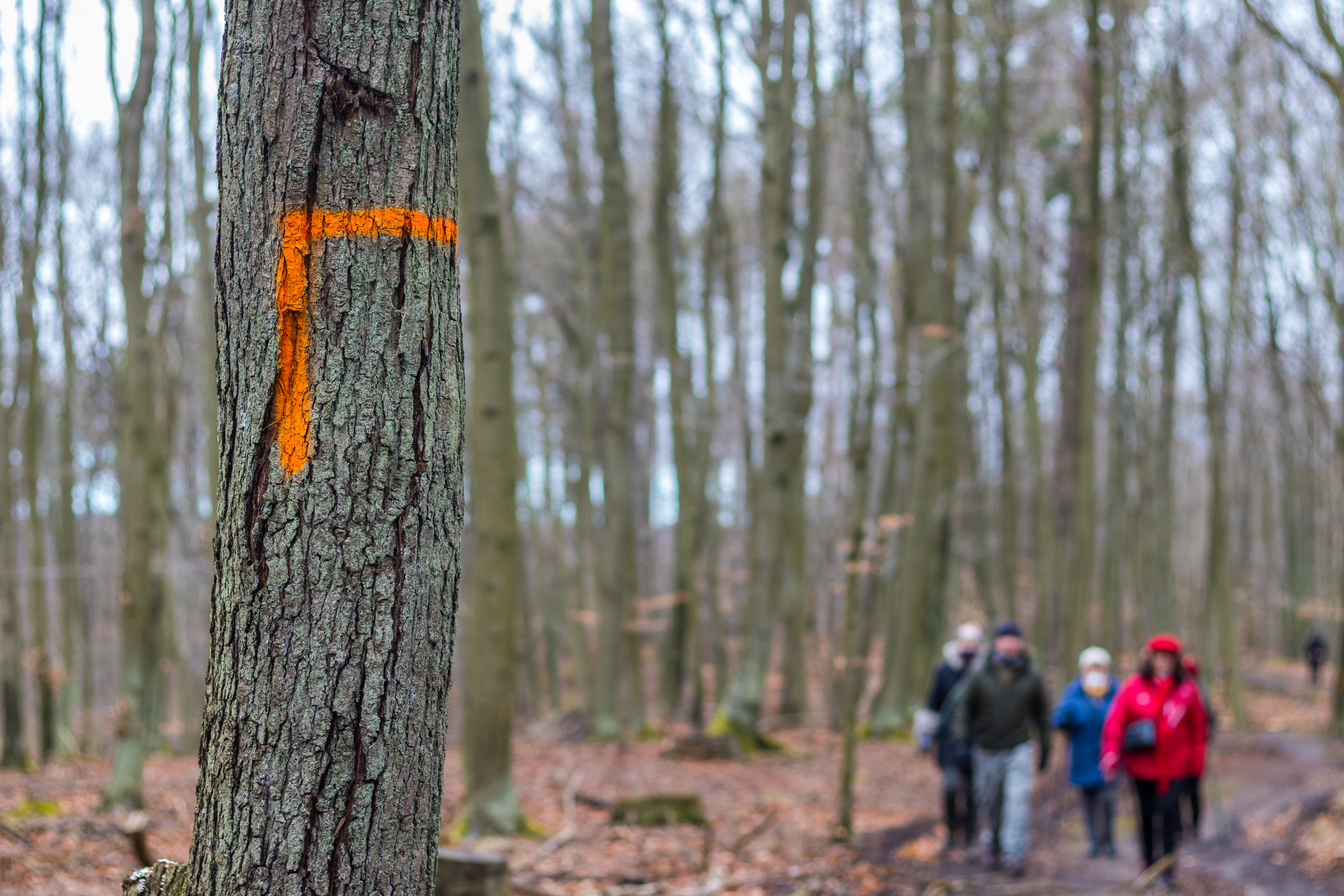 Ogromna wycinka w Sopocie: działania Lasów Państwowych w kurorcie [FOTO]