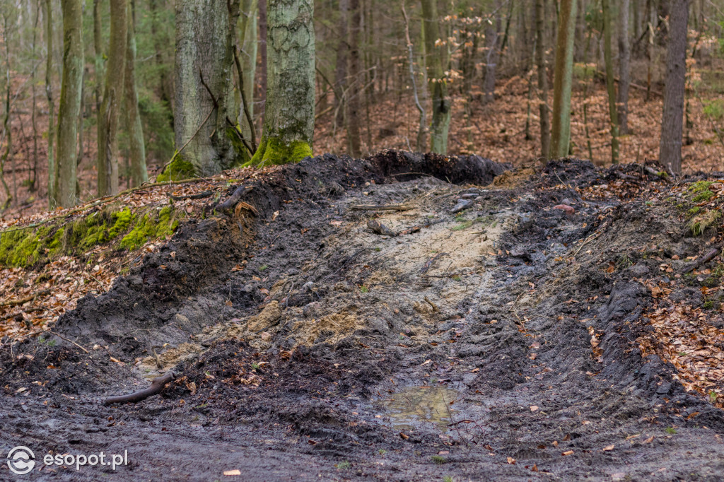 Ogromna wycinka w Sopocie: działania Lasów Państwowych w kurorcie [FOTO]