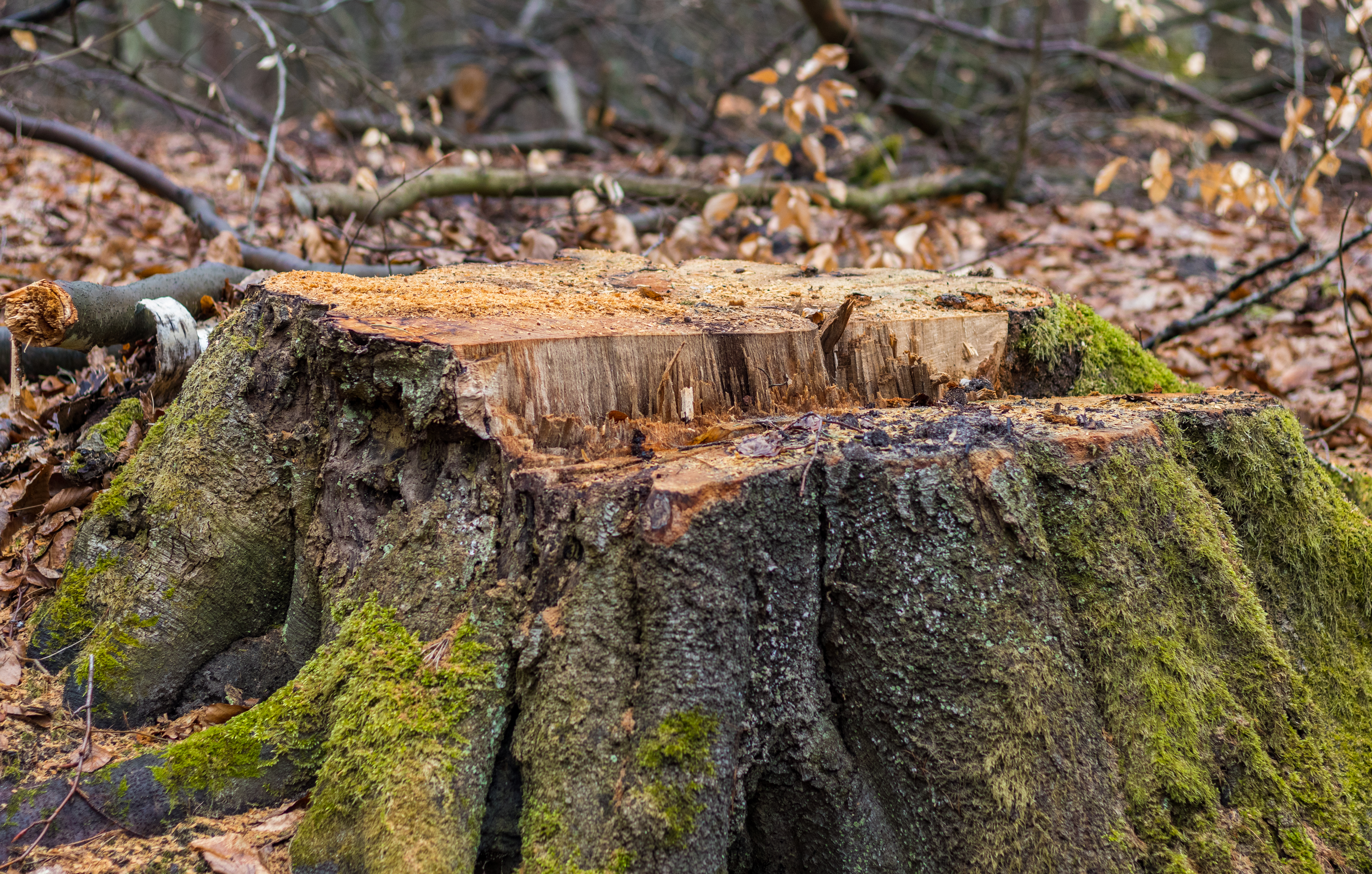 Ogromna wycinka w Sopocie: działania Lasów Państwowych w kurorcie [FOTO]