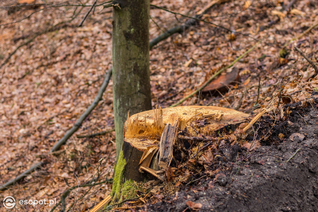 Ogromna wycinka w Sopocie: działania Lasów Państwowych w kurorcie [FOTO]