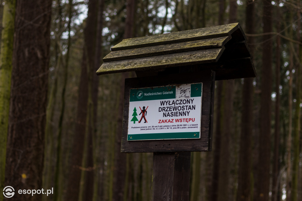 Ogromna wycinka w Sopocie: działania Lasów Państwowych w kurorcie [FOTO]