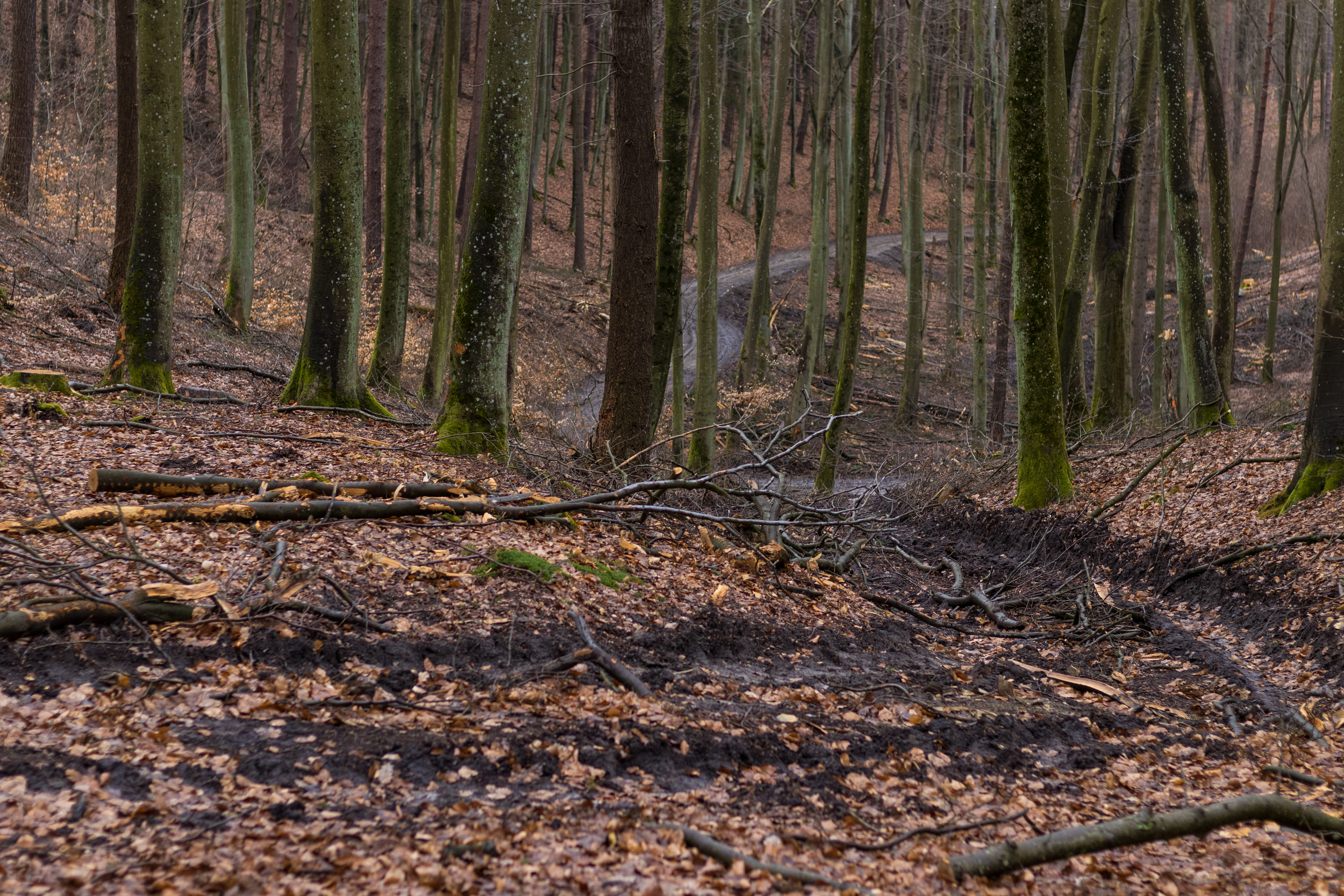 Ogromna wycinka w Sopocie: działania Lasów Państwowych w kurorcie [FOTO]