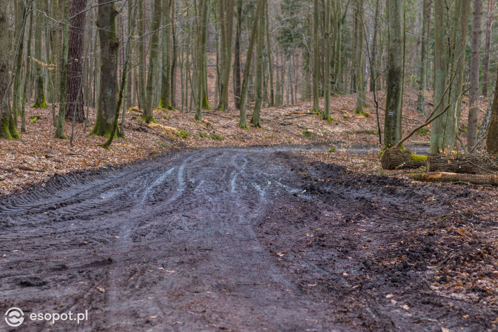 Ogromna wycinka w Sopocie: działania Lasów Państwowych w kurorcie [FOTO]