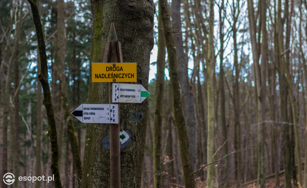 Ogromna wycinka w Sopocie: działania Lasów Państwowych w kurorcie [FOTO]