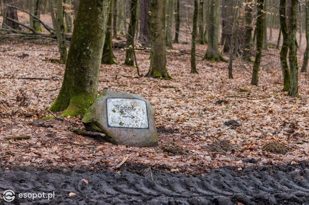 Ogromna wycinka w Sopocie: działania Lasów Państwowych w kurorcie [FOTO]