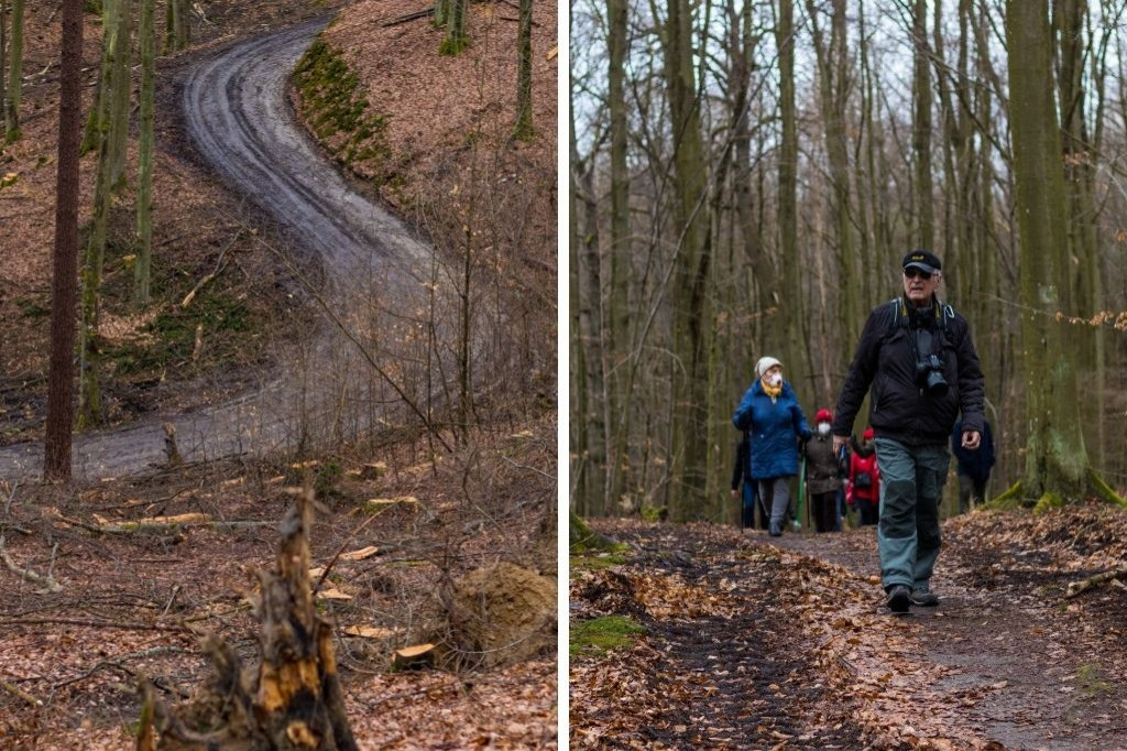 Ogromna wycinka w Sopocie: działania Lasów Państwowych w kurorcie [FOTO]