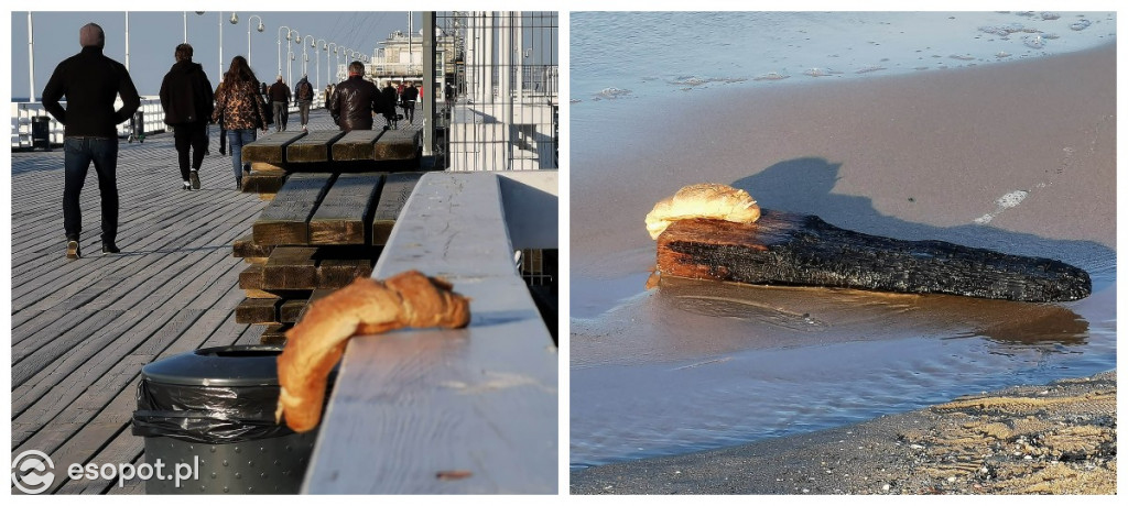 W Sopocie pojawiły się dziwne stworzenia przypominające laguna [FOTO]
