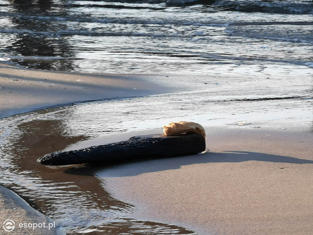 W Sopocie pojawiły się dziwne stworzenia przypominające laguna [FOTO]